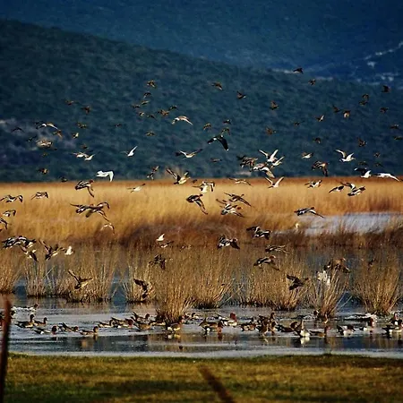 Robinson House Orkula In The Heart Of Olive's Yard * Puticanje